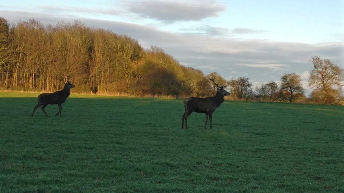 Deer at Somerleyton
